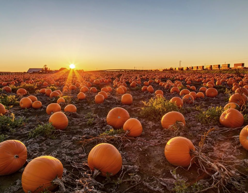 An autumn Halloween pumpkin patch
