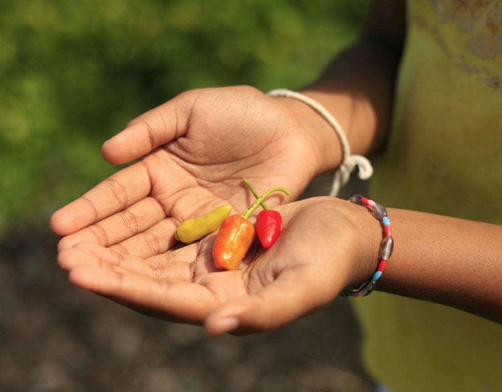 girl holding sweet peppers