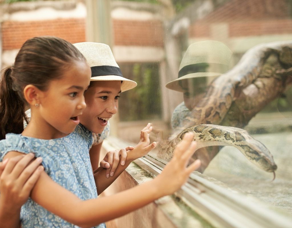 Kids at a zoo watching a snake