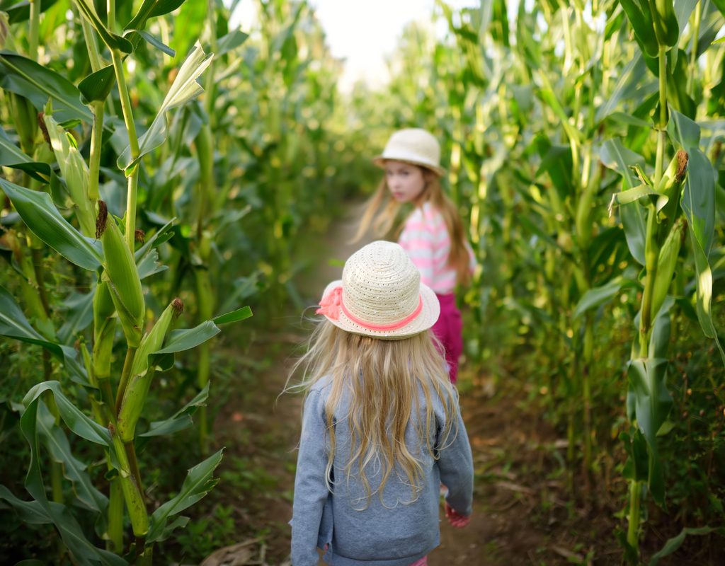 two girls having fun in a fall corn maze