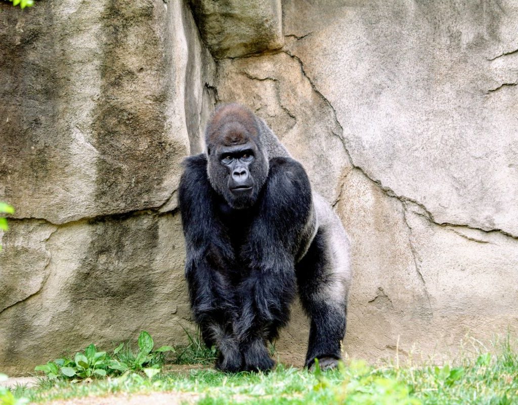 Gorilla