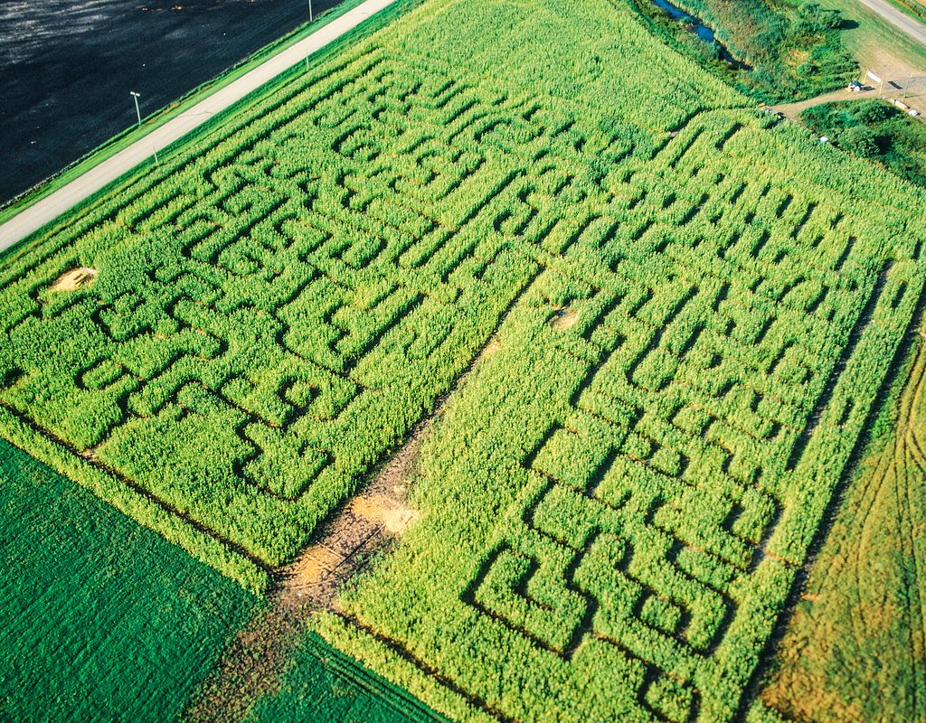 sprawling California corn maze