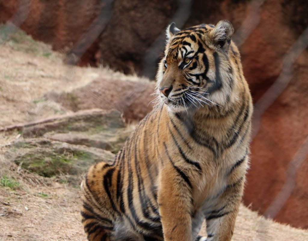 Majestic Tiger