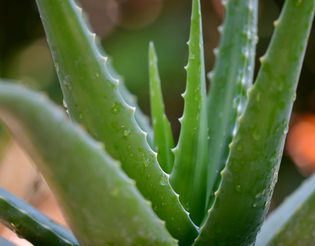Aloe vera leaves