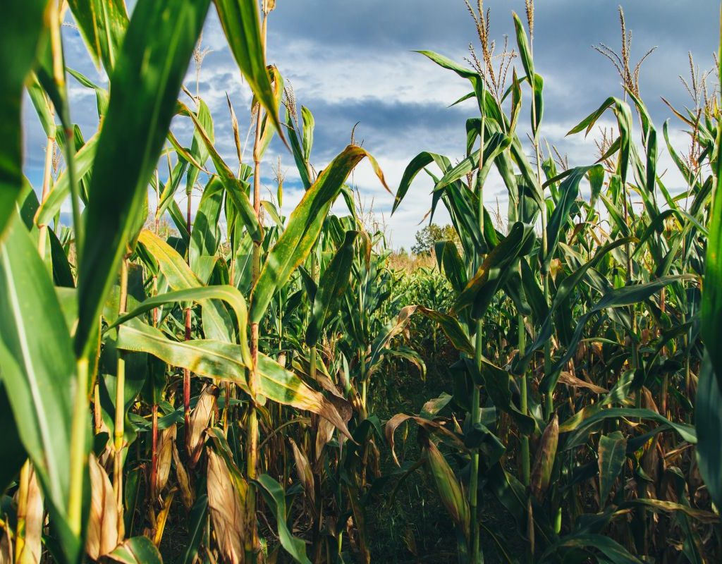 Corn field