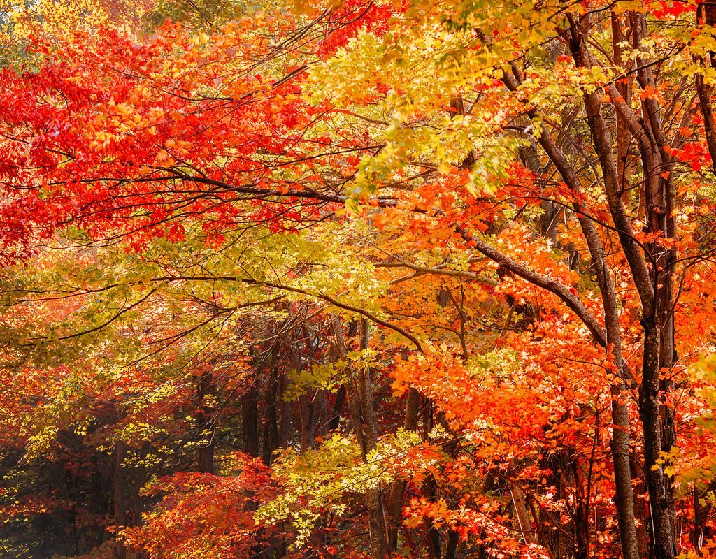Beautiful fall foliage