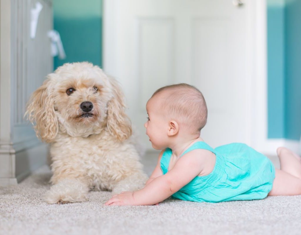 Baby crawling with a dog