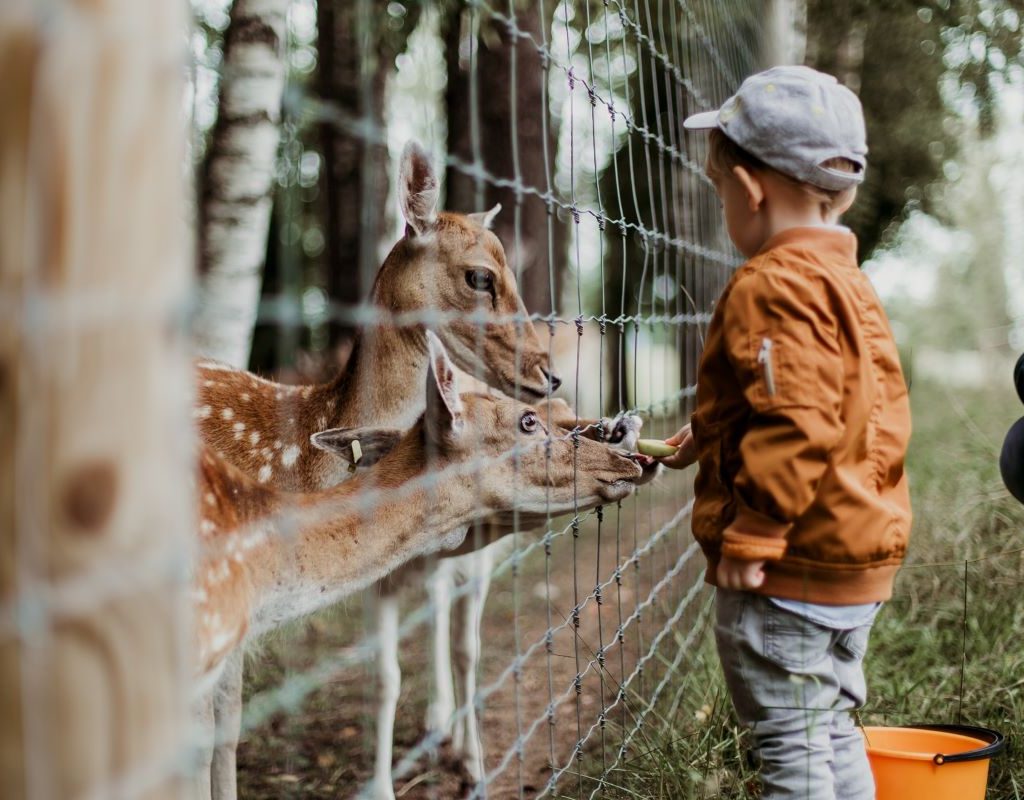 Little boy feeding a deer while father watches