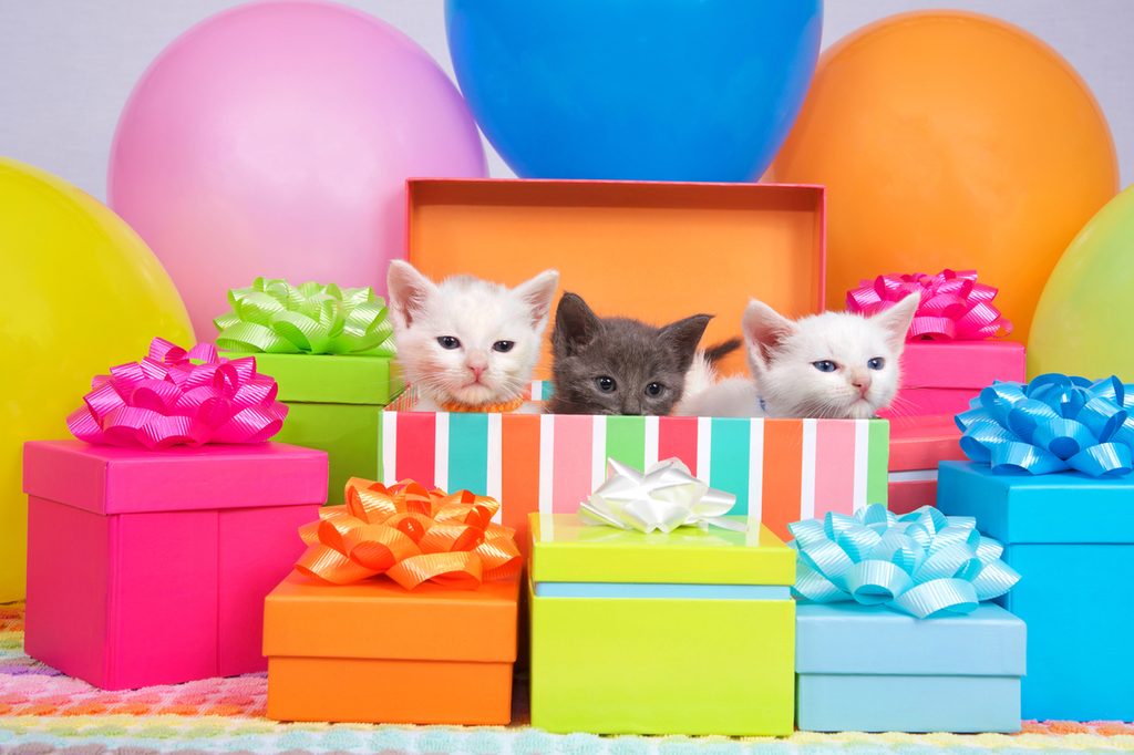 cute kitties popping out of gift boxes for a cat themed birthday party