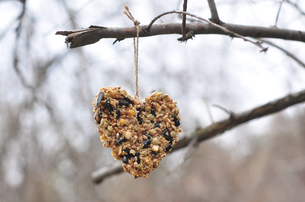 DIY birdseed ornament for the holidays