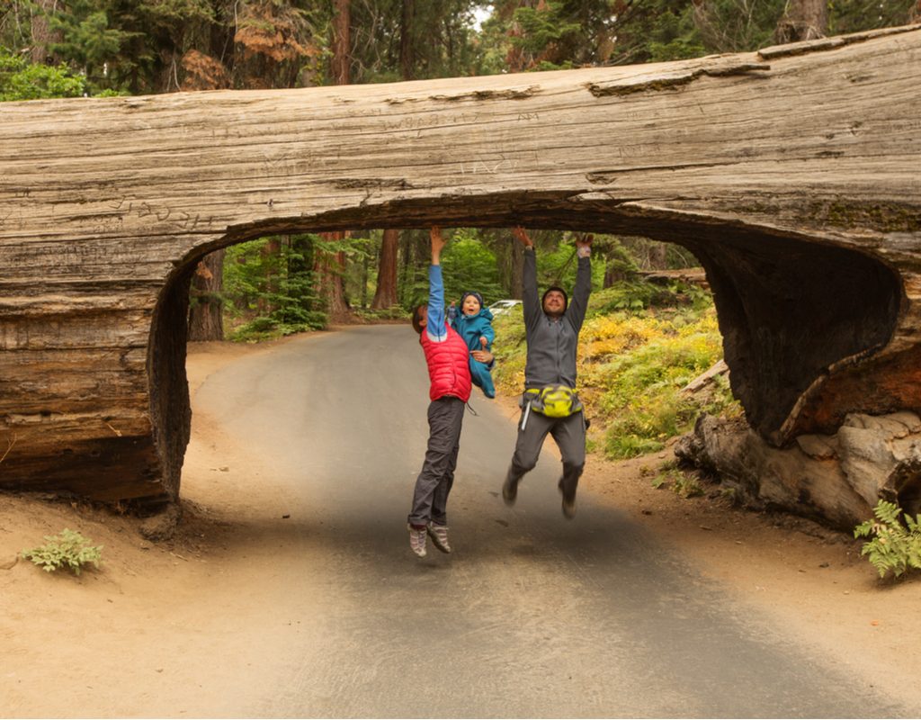 A family playing around in a giant sequoia