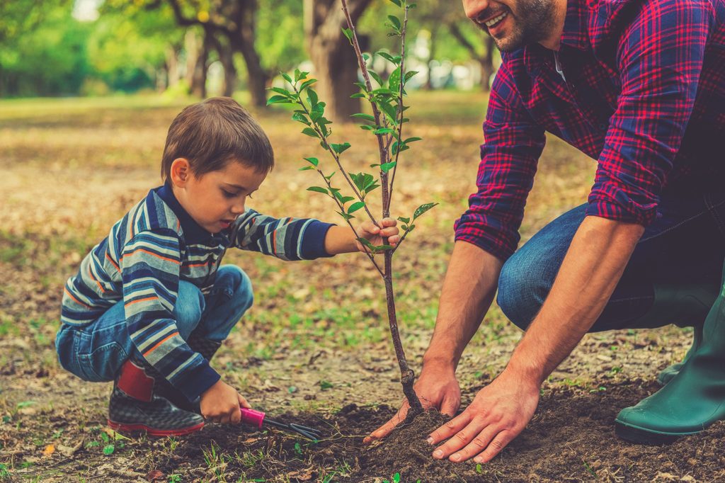 A little boy plants a tree