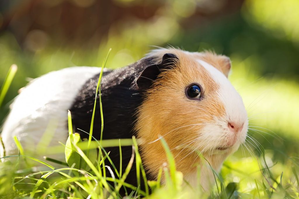 cute guinea pig in the grass