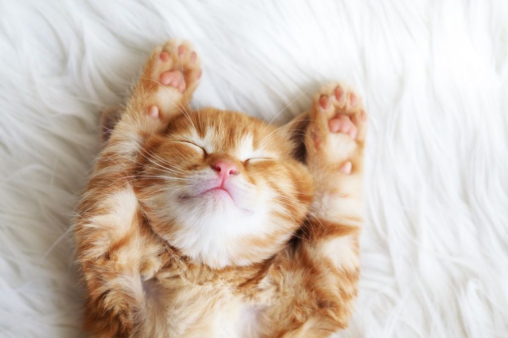 Adorable kitten sleeping on a bed
