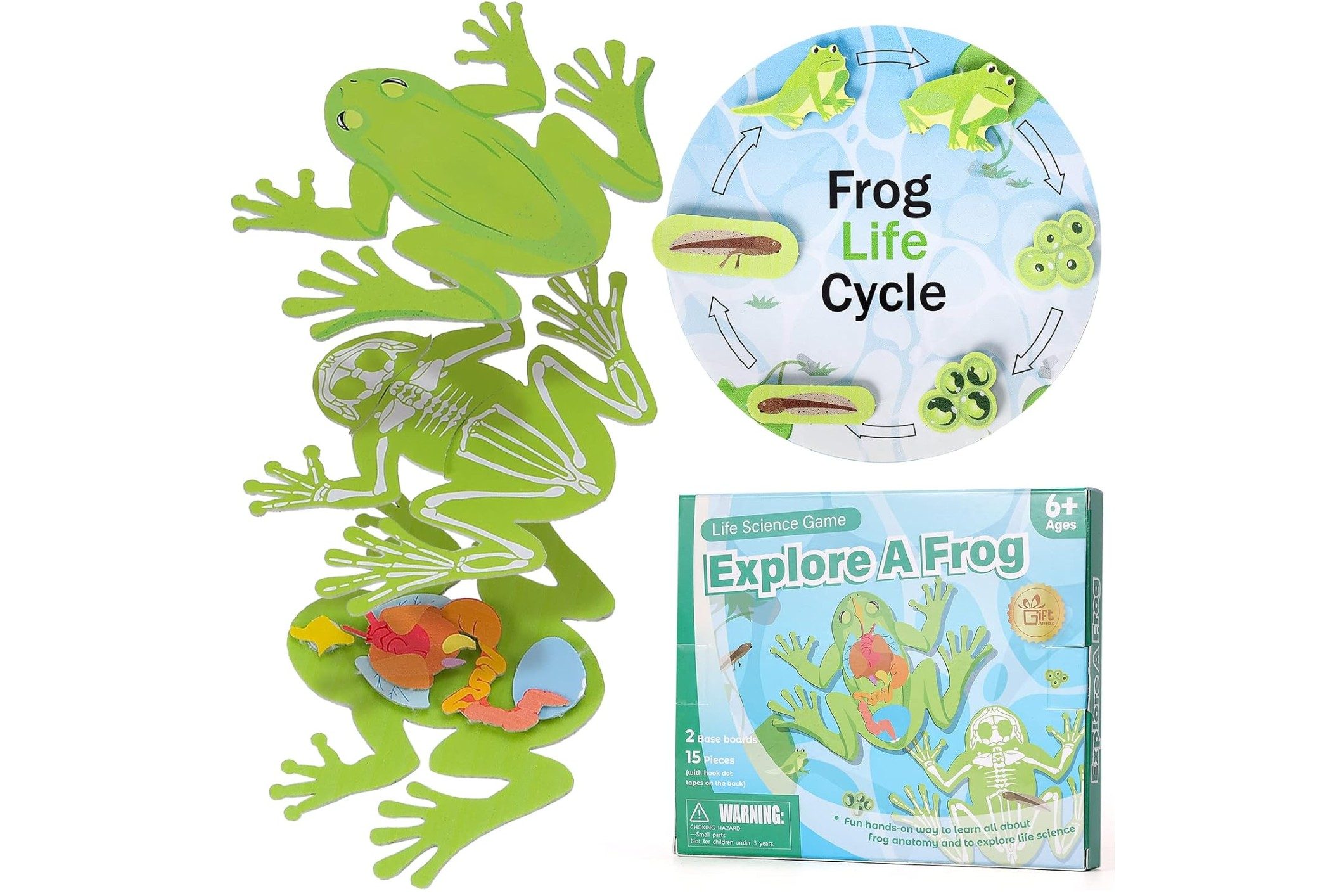 GiftAmaz Frog Anatomy Model Kit for Kids