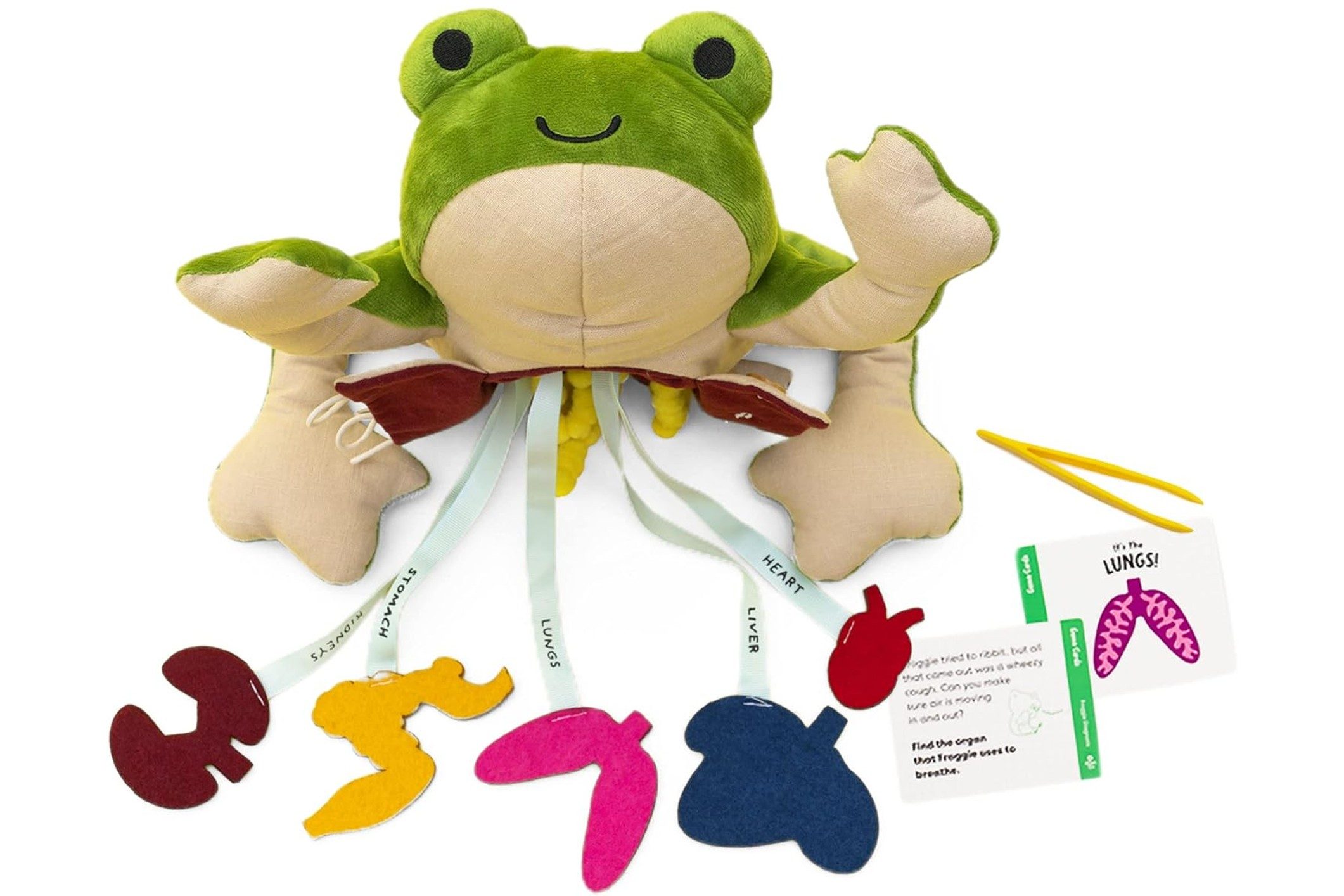 KiwiCo Froggie Lab Dissection Toy