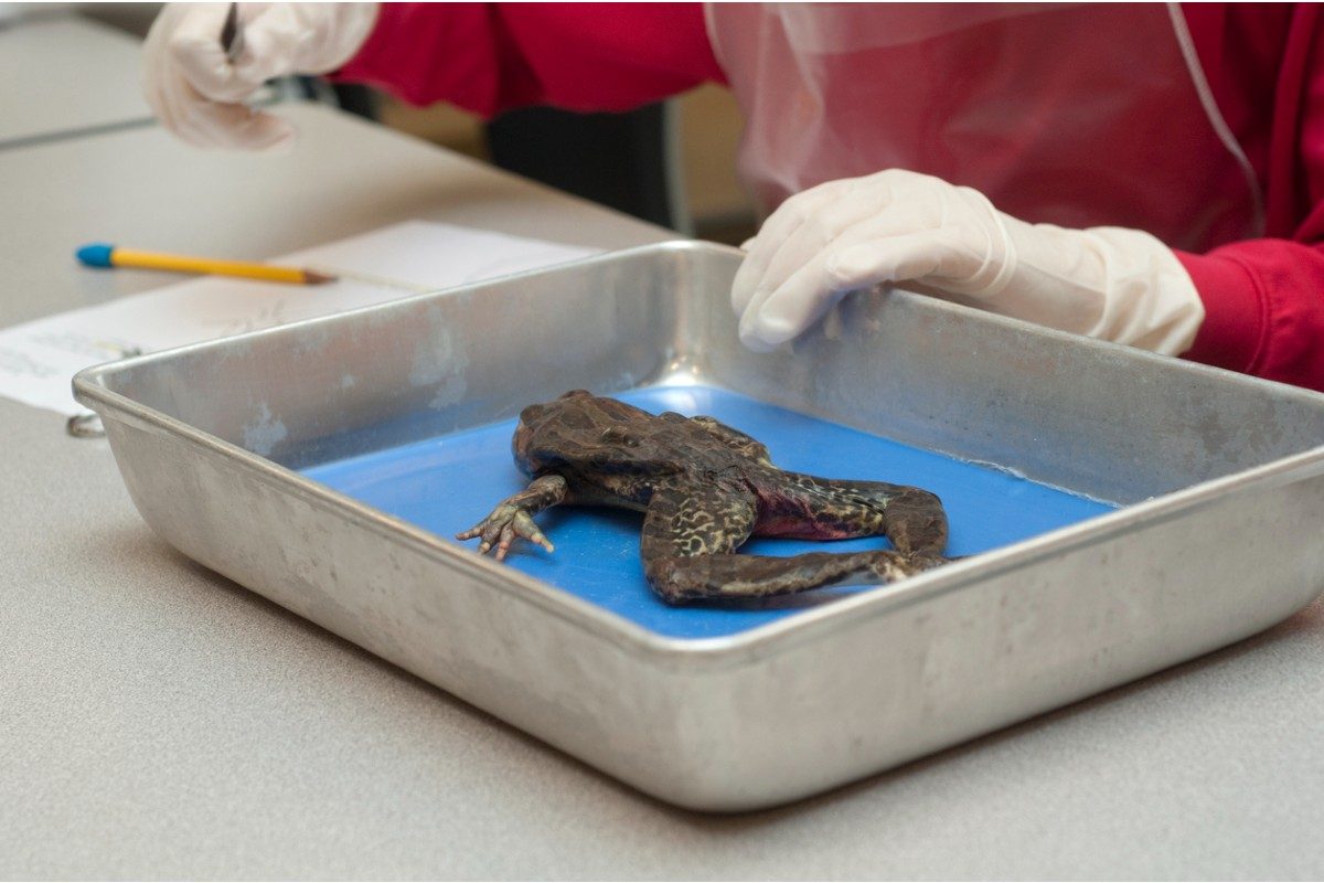 best frog dissection kit 2024