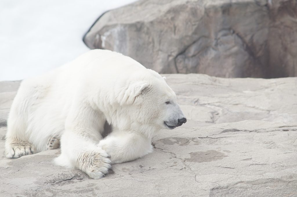 polar bear laying on rocks