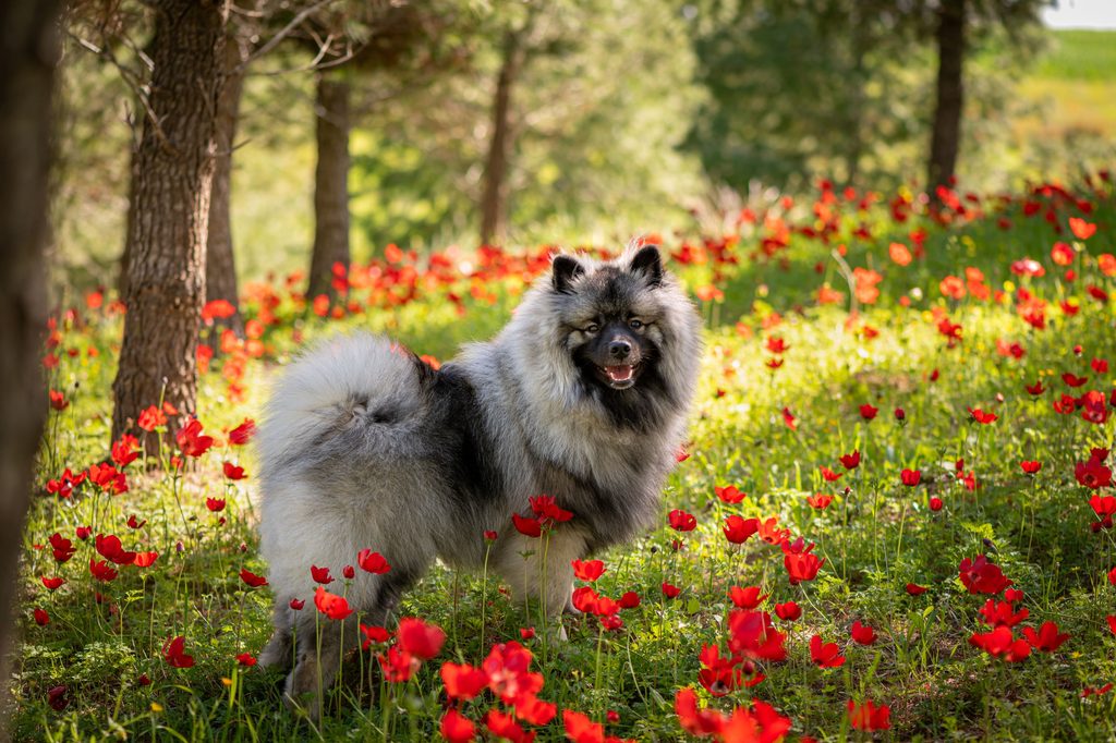 Keeshond dog in red flowers