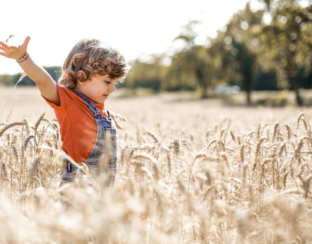 Small child in a wheat field