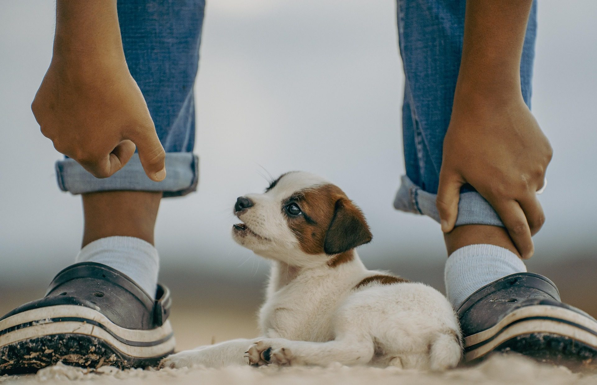 puppy sitting between a teenager's legs