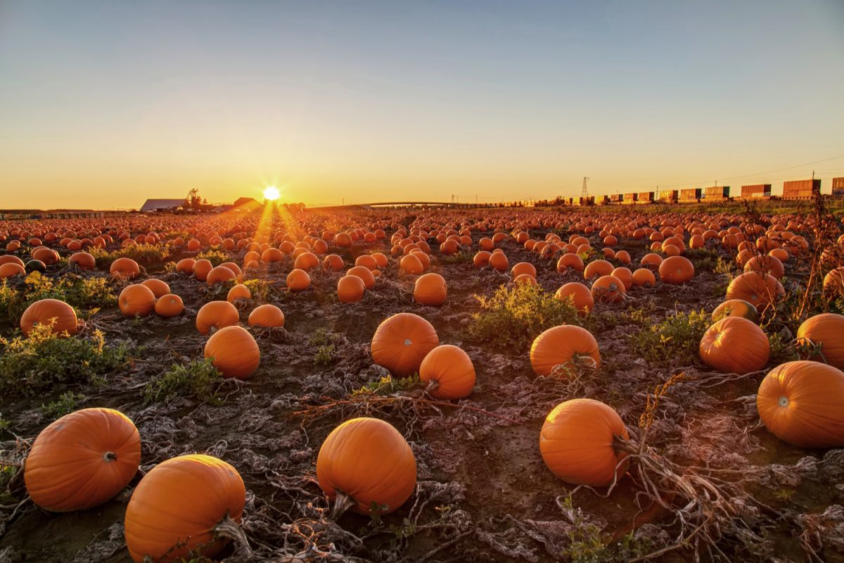 An autumn Halloween pumpkin patch