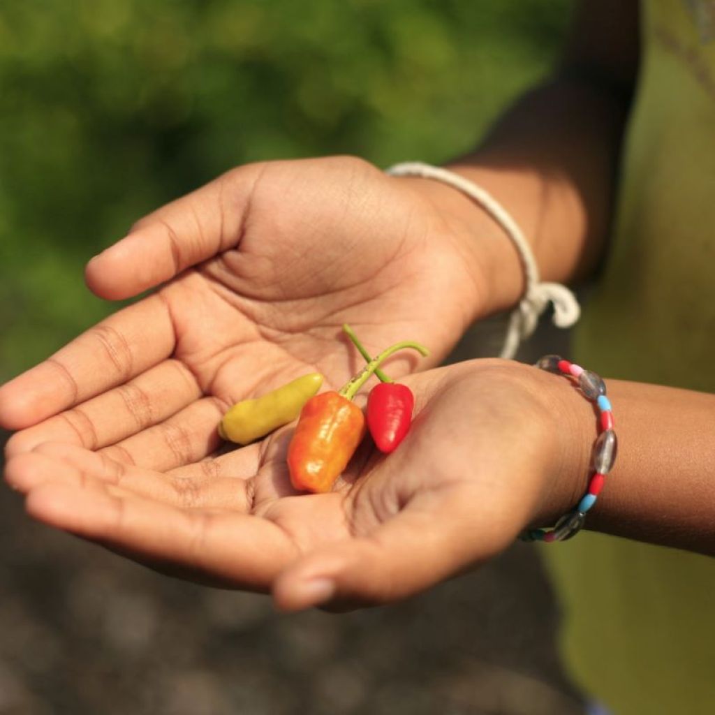 girl holding sweet peppers