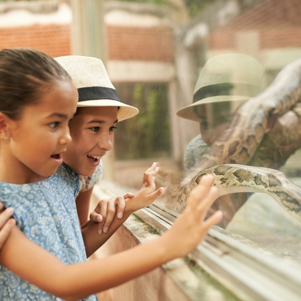 Kids at a zoo watching a snake