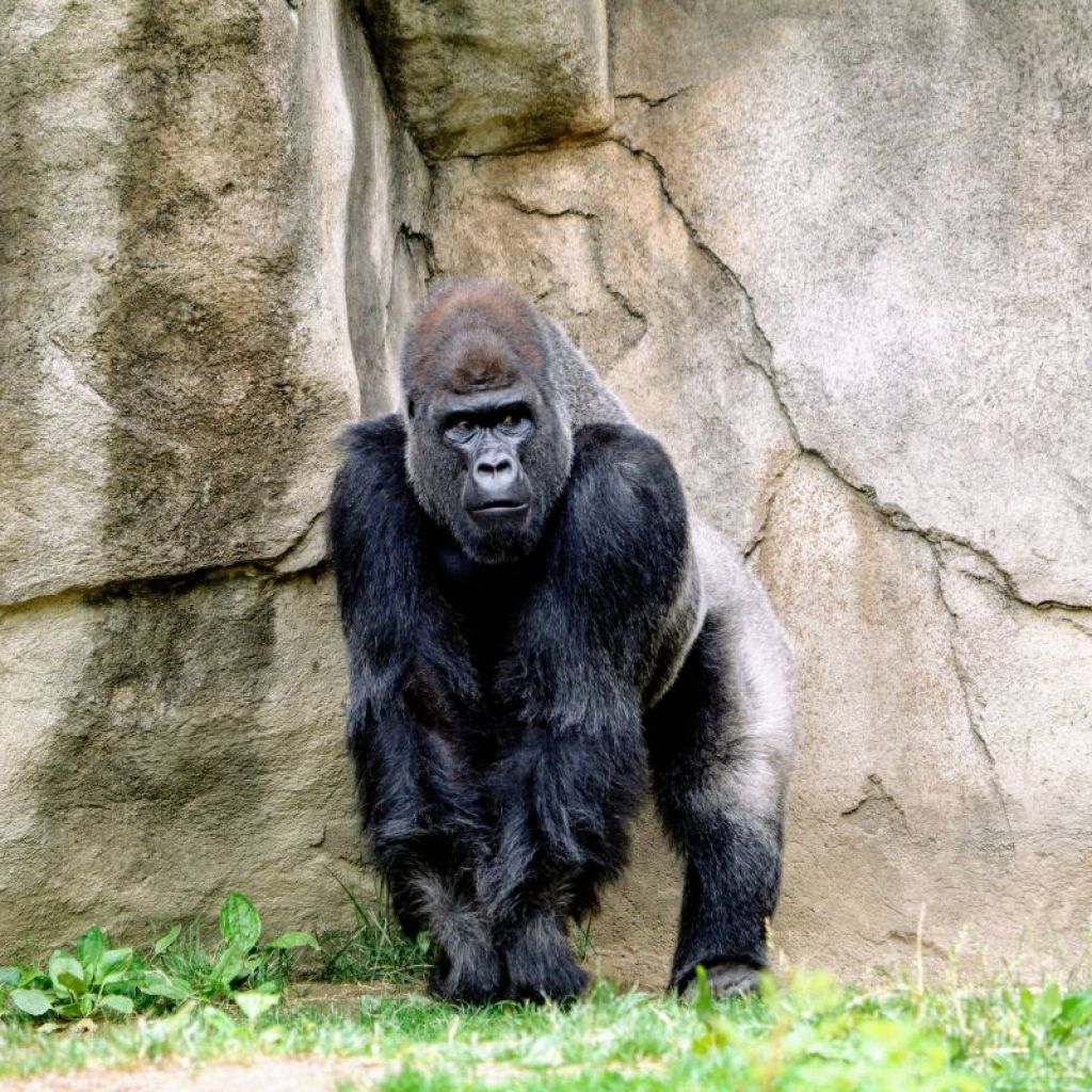 Gorilla