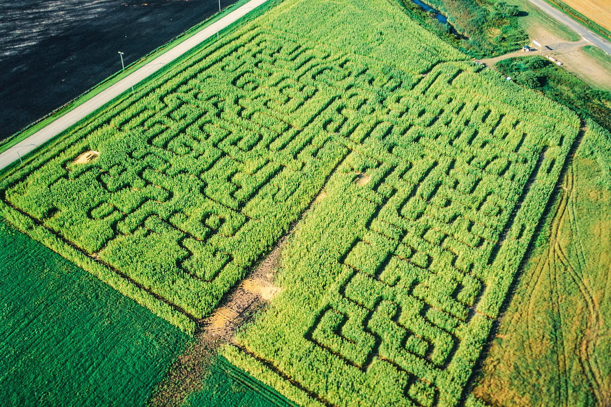 sprawling California corn maze