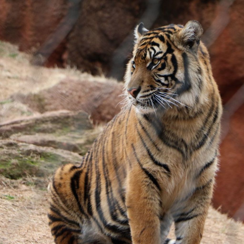 Majestic Tiger