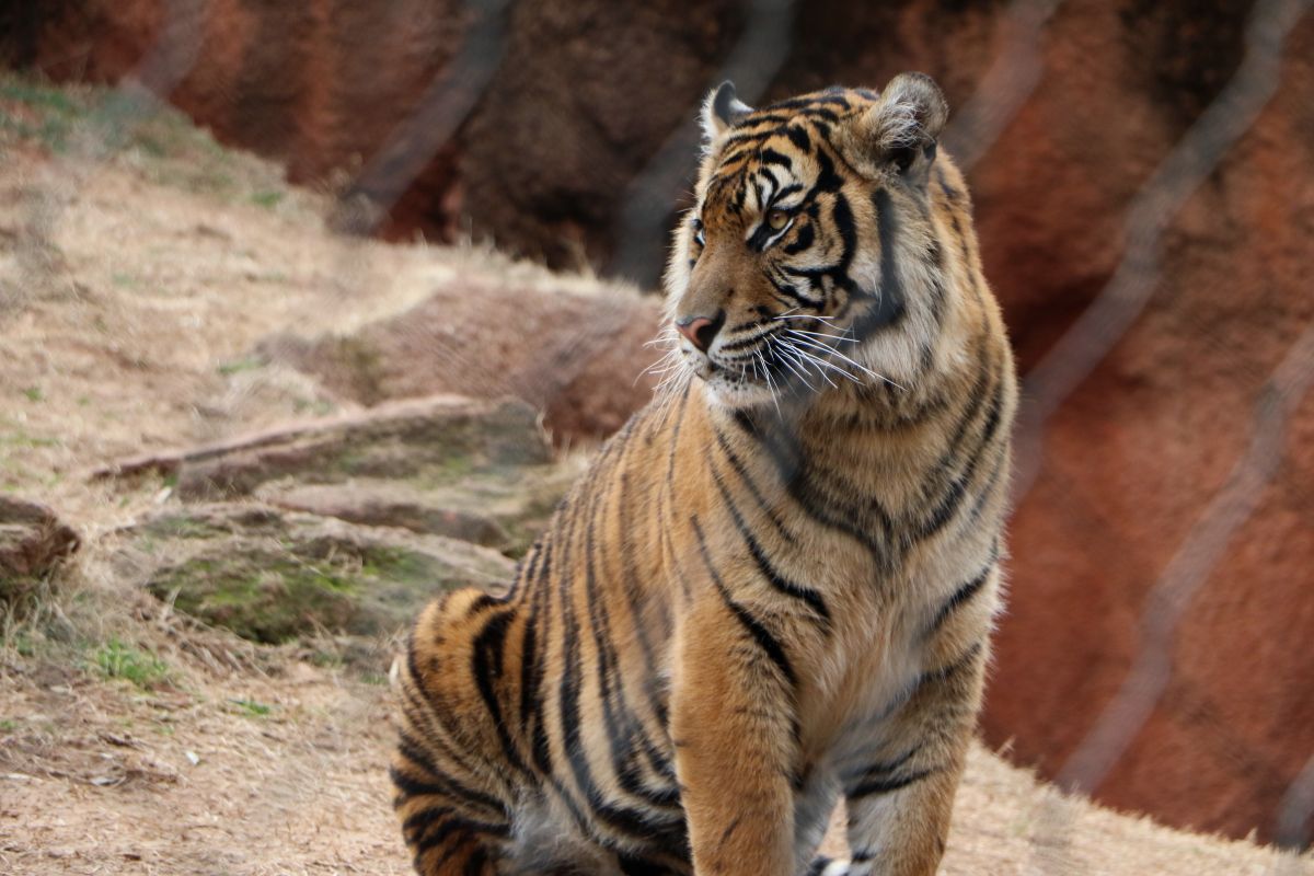 Majestic Tiger