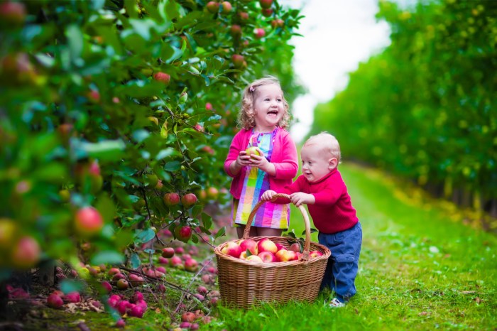 Two young children picking apples in orchard