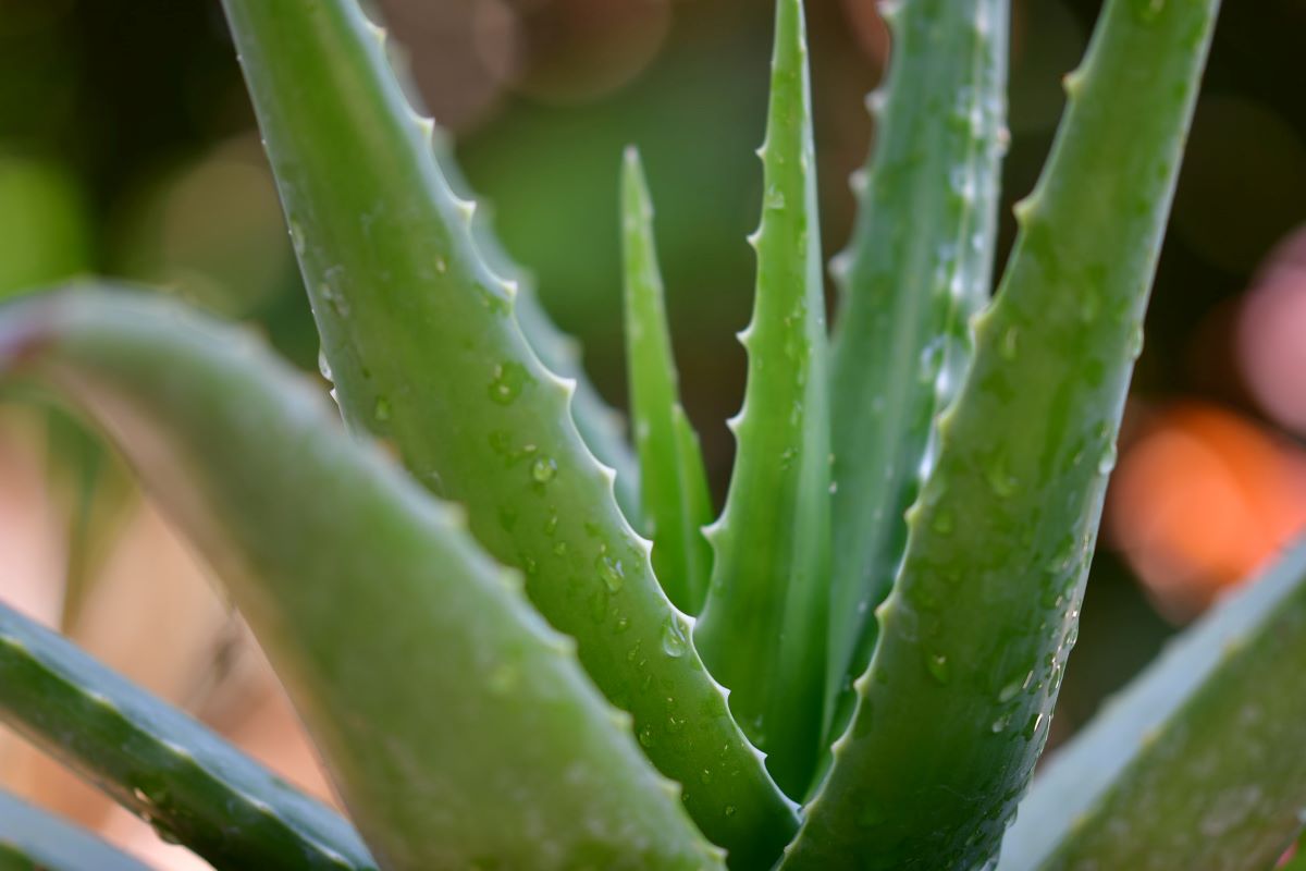 Aloe vera leaves