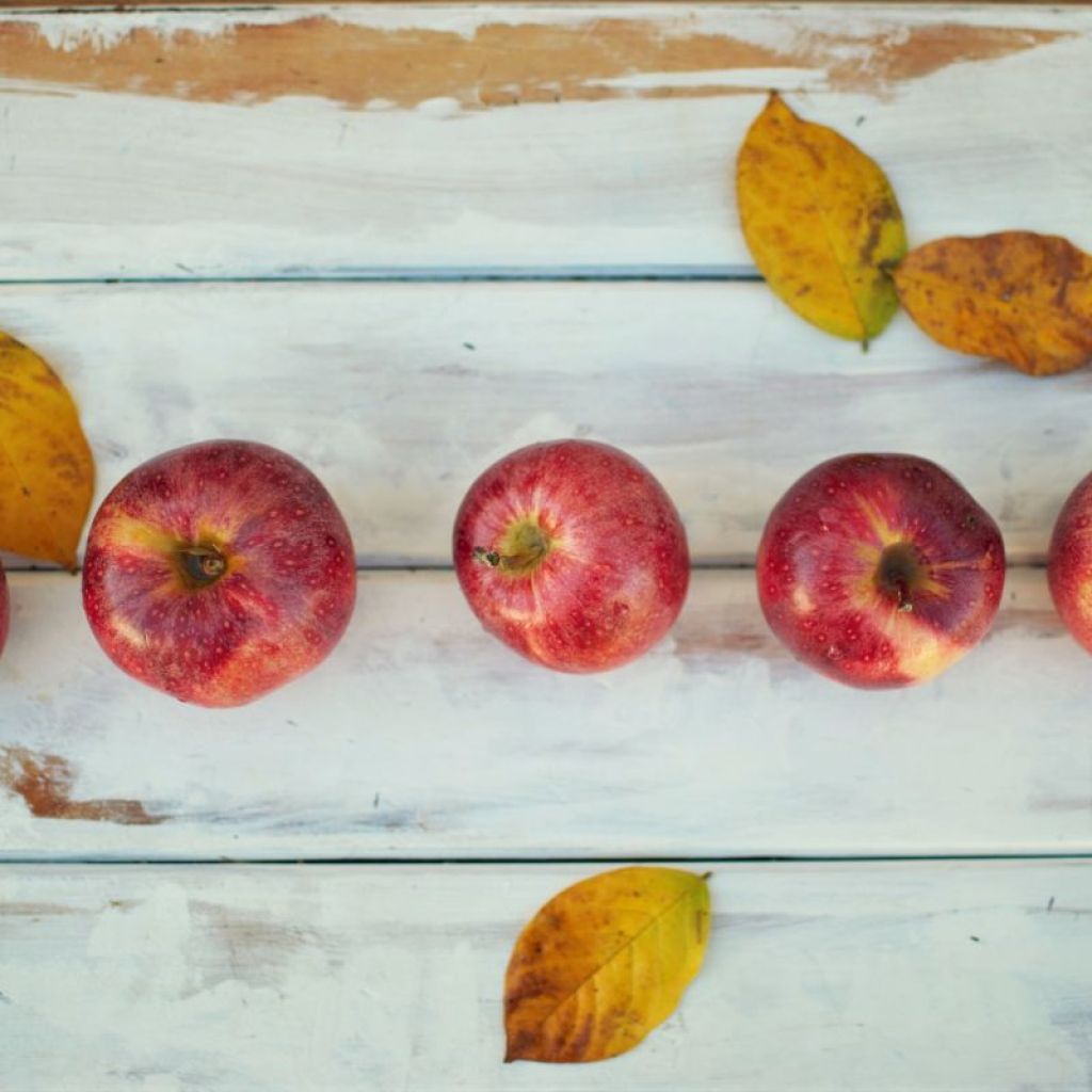 Apples lined up with leaves by them.