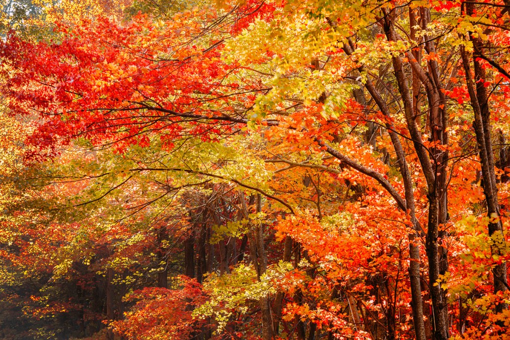 beautiful fall foliage