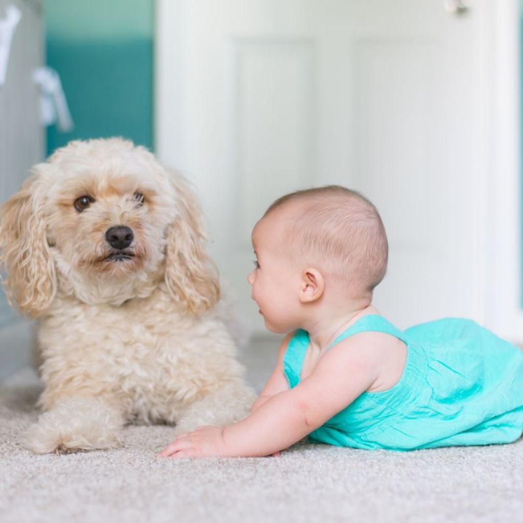 Baby crawling toward the dog