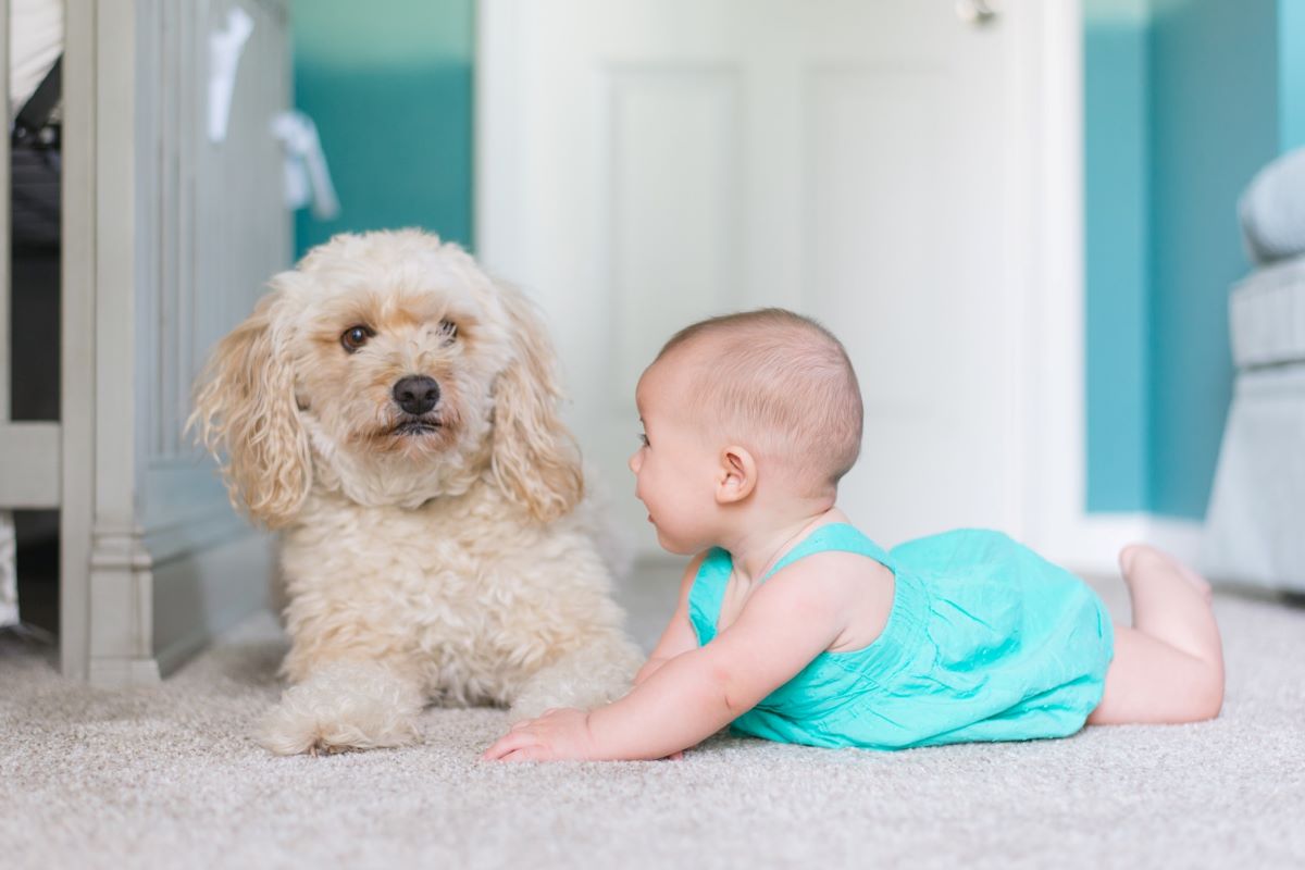 Baby crawling with a dog
