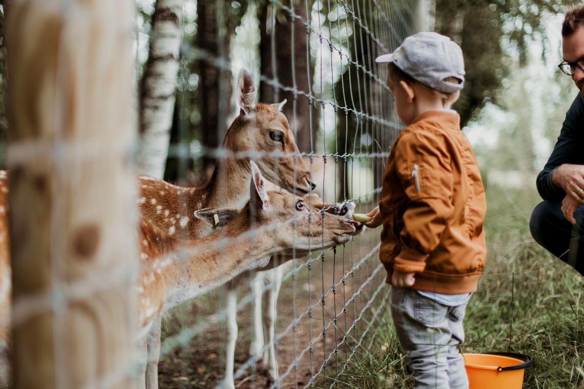 Little boy feeding a deer while father watches