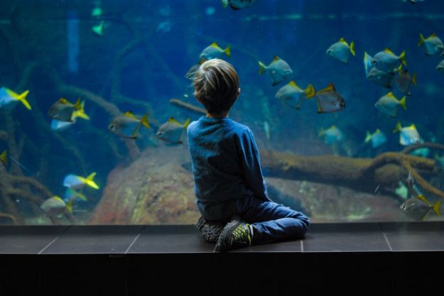 Little boy sitting in front of an aquarium watching the fish