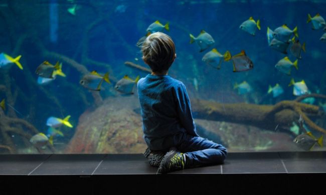 Little boy sitting in front of an aquarium watching the fish