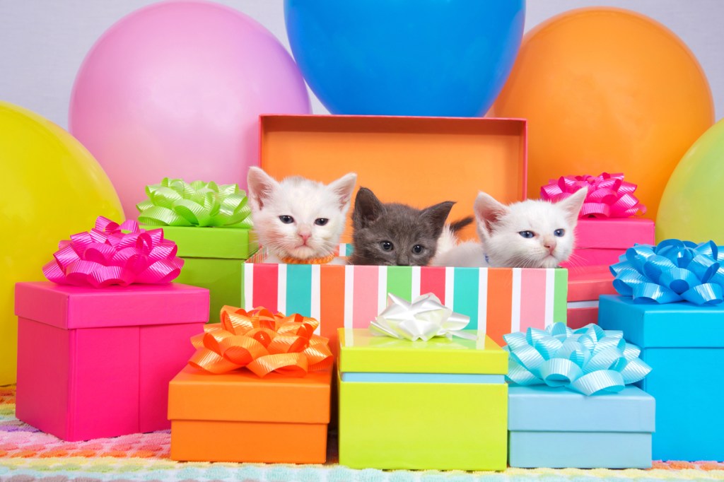 cute kitties popping out of gift boxes for a cat themed birthday party