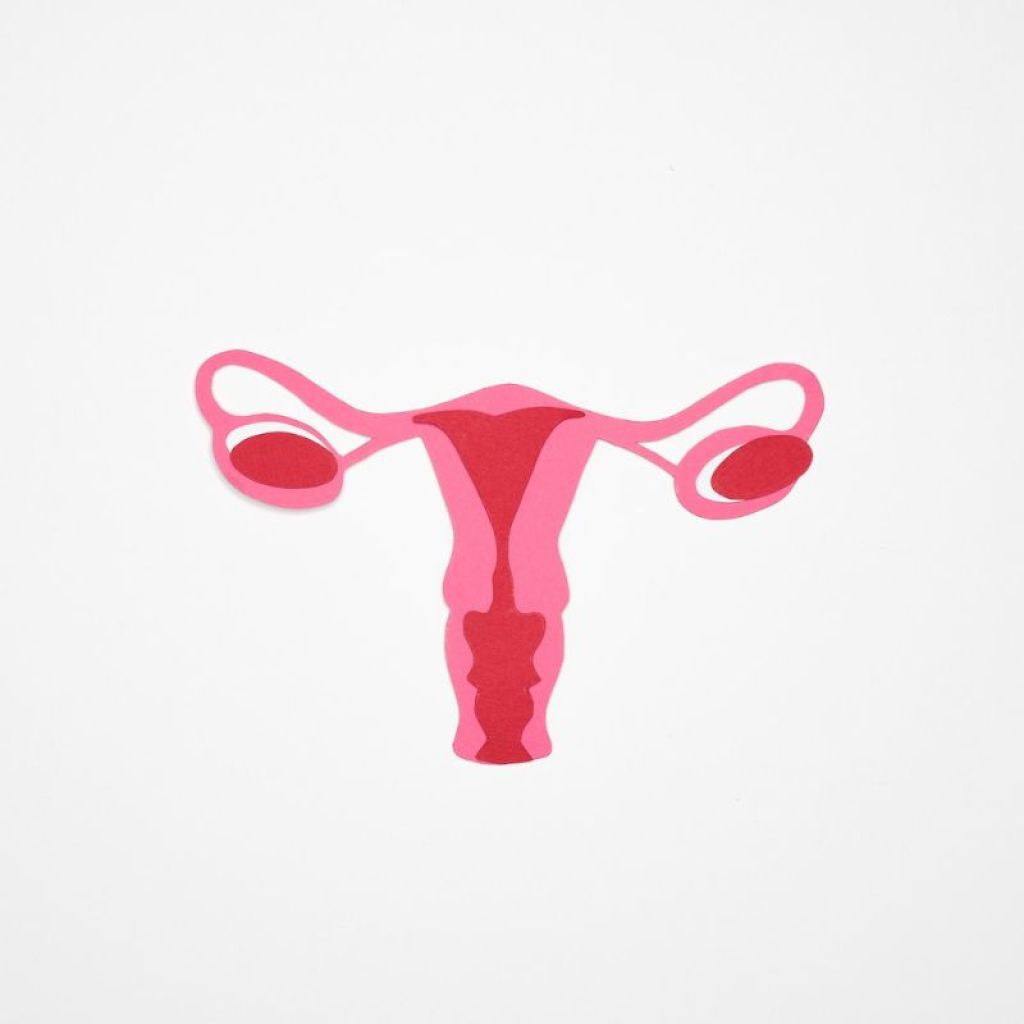 Diagram of a uterus