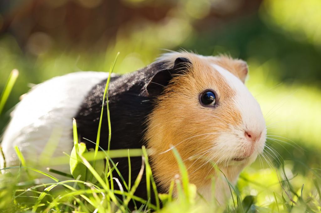 cute guinea pig in the grass