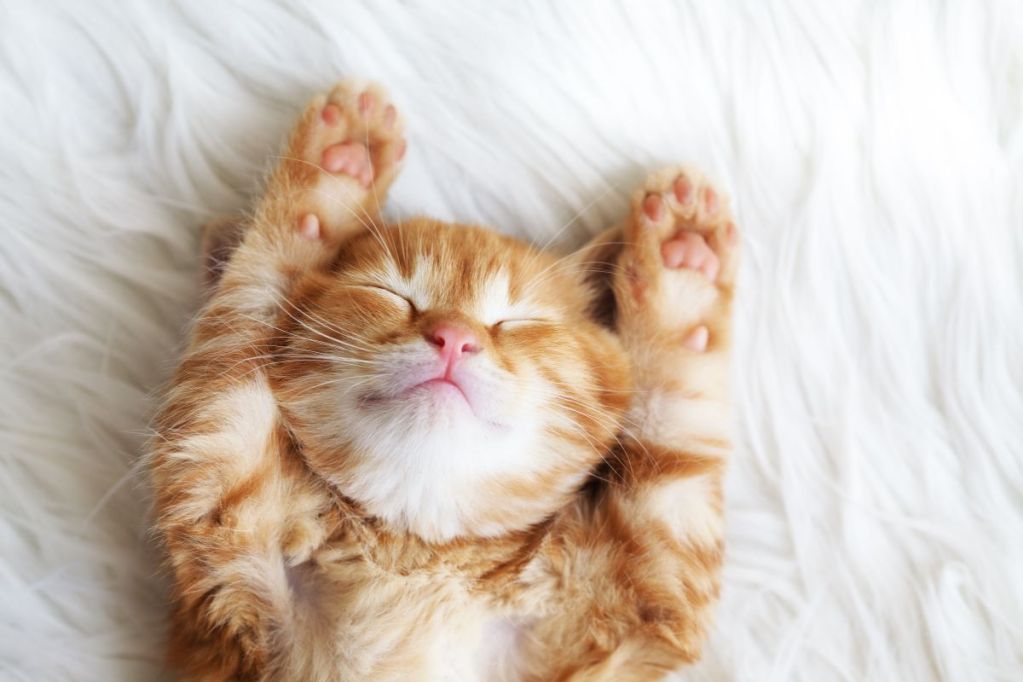 Adorable kitten sleeping on a bed