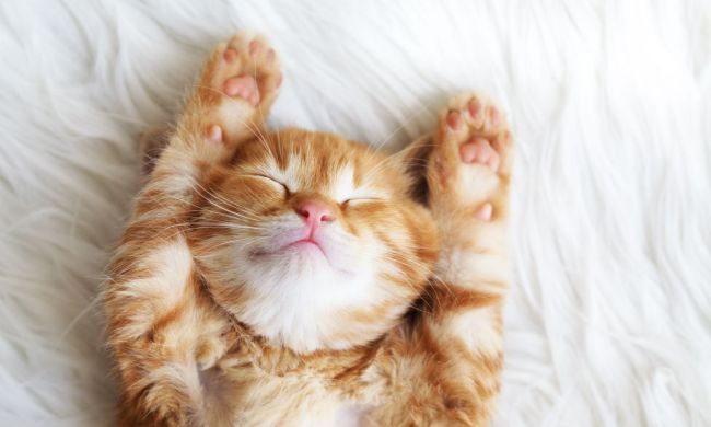 Adorable kitten sleeping on a bed