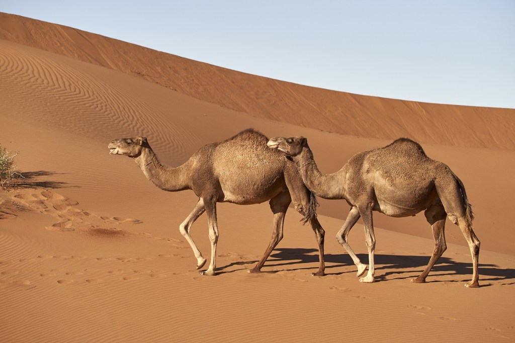 two camels in the desert