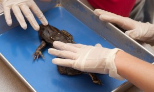 best frog dissection kit 2024