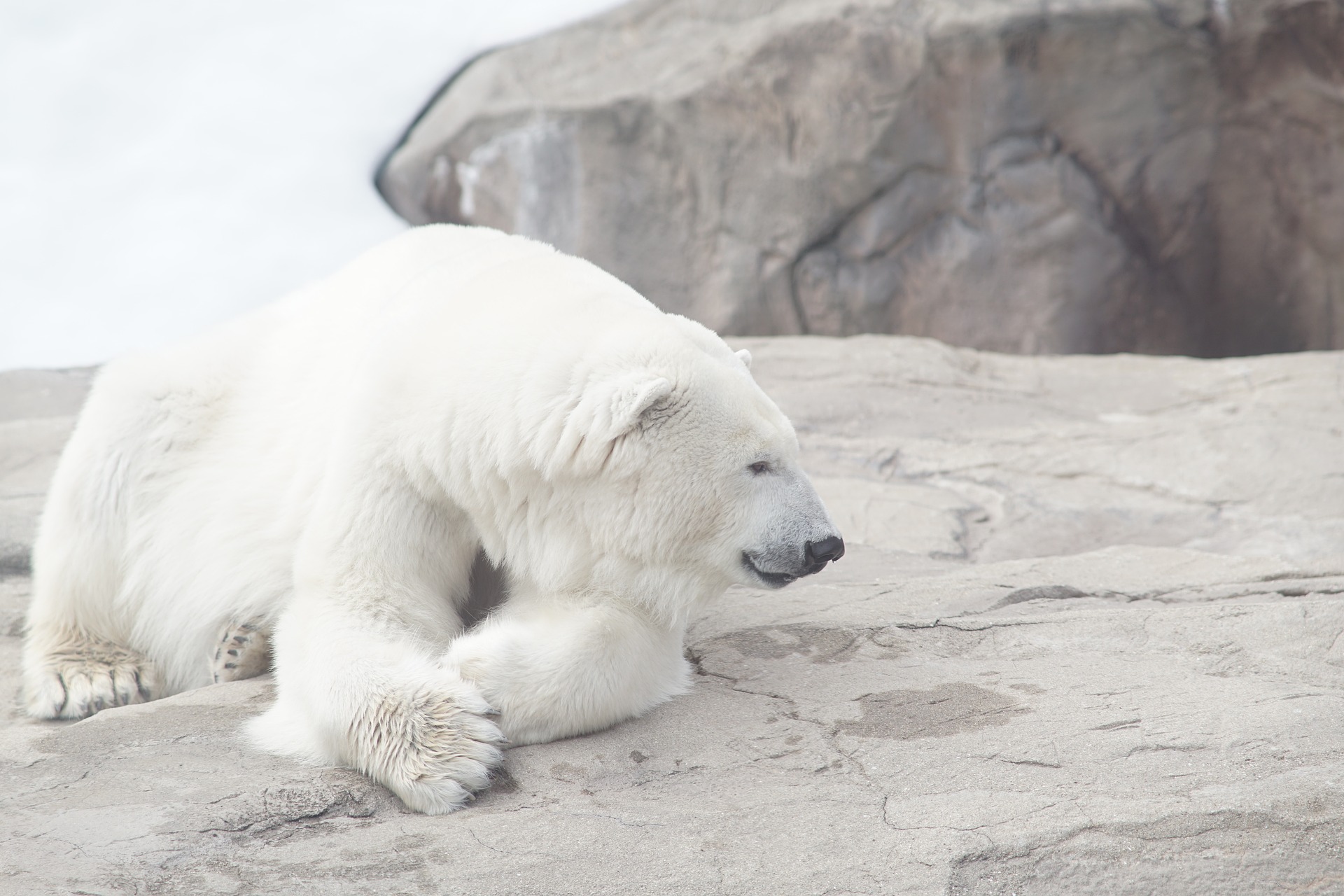 polar bear laying on rocks