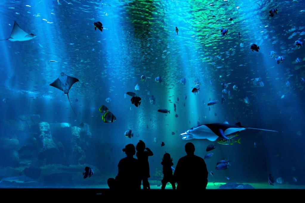 Family enjoying an exhibit in an aquarium